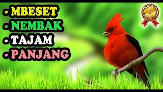 Masteran Burung Kecil Nembak Tajam Mewah