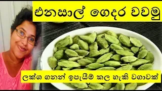 එනසාල් / කරදමුංගු  ගෙදරම වවමු ~ Shra Raji ~ 💛 How to grow Cardamom