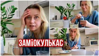 Vlog Ледь не знищила свій заміокулькас🥺