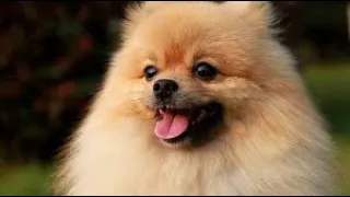 Funny Pomeranian Videos 2020 | Best Dog 🐶 Compilations