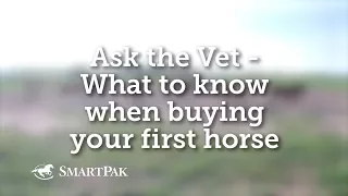 Ask the Vet - What to know when buying your first horse