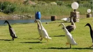 Веселые индийские  утки бегуны и гуси. indian runner ducks