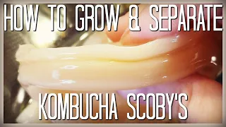 HOW TO GROW & SEPARATE A KOMBUCHA SCOBY | HOMESTEAD DREAMING