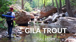 Fires were too close | Hunting rarest trout | Fly Fishing New Mexico | Solo Gila National Forest