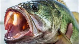 Bass Fishing St Johns River!