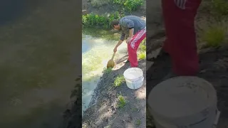 ставок копанка дома, мій опит по догляду