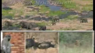 Kruger National Park - South Africa Travel Channel 24