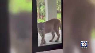 Florida panther caught on camera