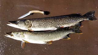 Northern Pike Catch Clean & Cook - Incredible Pike Fishing in Alaska and Pike Recipes