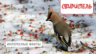 СВИРИСТЕЛЬ🐦/Животные life/Птицы/Животные/Интересные факты