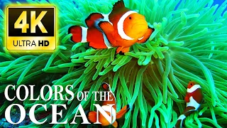 [NEW] 3HRS Stunning 4K Underwater Wonders - Relaxing Music | Coral Reefs, Fish & Colorful Sea Life