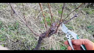 How to Prune a Grape Vine