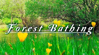 FOREST BATHING 🌳Peaceful River Flowing Sound & Birds Singing on a Spring Morning 🌿 Healing Nature#2