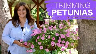 Trimming Petunias // Garden Answer