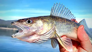 Walleye Catch & Cook TACOS | Easy Limit Walleye Fishing!!!