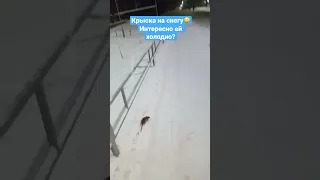 Крыса бежит по снегу. Интересно ей холодно?