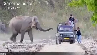 Интересное видео из жизни слонов