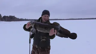 Рекордный Налим Пойман! Такое Мы Видим Впервые!