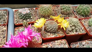 Кактусы, начало цветения. Май 2021. Sulcorebutia, gymnocalycium, rebutia, thelocactus, и не только.