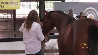 Capitulo 4  DOMADOR DE CABALLOS - MARTIN OCHOTECO  YEGUA Alazana 1/4 de Milla