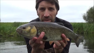 River Dearne Chub, Sept, 2016