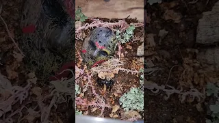 feeding Primitive trapdoor spider / Liphistius jarujini in normal speed + slow motion