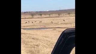 Big Black Buck Hunt : Schmidt Ranch  Niederwald, Tx