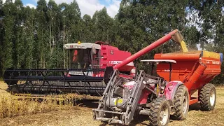 MAIS UM DIA DE COLHEITA DA SOJA COM OS MASSEY FERGUSON BAZUCA JAN E LS PLUS