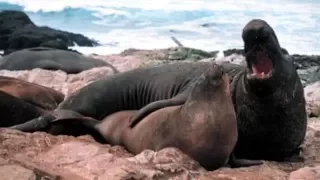 Elephant seal