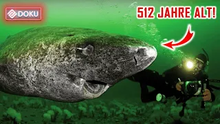 Hai entdeckt der unglaubliche 512 jahre alt ist! Grönlandhai Dokumentation Deutsch