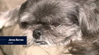 Natural enemies? Dog's tail freed from robot vacuum!