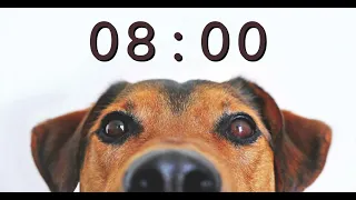 8 Minute Timer for School and Homework - Dog Bark Alarm Sound