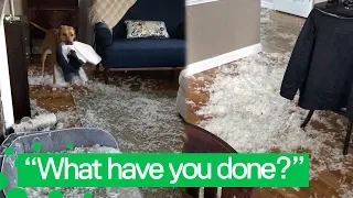 Naughty Dog Destroys Pillow And Scatters Feathers Around The House