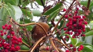 American Robin, eating Madrona berries