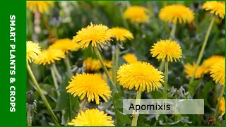 Breakthrough: Apomixis gene discovered - Wageningen Plant Research