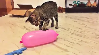 Gatos vs Balão #1