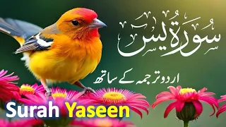 Surah Yasin ( Yaseen ) with Urdu Tarjuma | Quran tilawat | Episode 070 | Quran with Urdu Translation