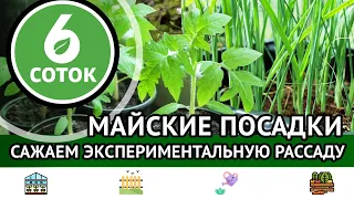 Майские посадки. Сажаем экспериментальную рассаду. 6 соток 13.05.2024