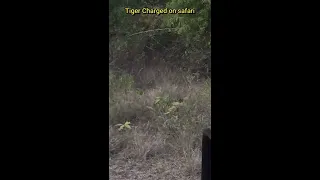 Tiger Attacked on Safari in tadoba-tiger attack | Tadoba National Park - let's go Vlogs & Lifestyle