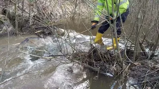 Expedition #6 | Beaver dam removal. Small dam in the middle of the forest.