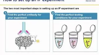 Advanced Immunoprecipitation (IP)