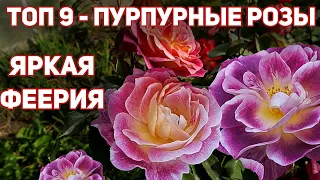 ТОП 9 - роз с фиолетовыми и пурпурными цветками!  Феерия, краски, яркость, пышность, восторг!