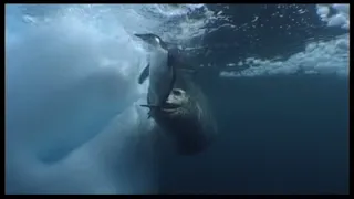 Leopard Seals Play With A Penguin