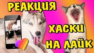 Реакция на Лучшие ЛАЙК видео приколы из Like приложения 2019