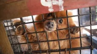 North Carolina Puppy Mill Rescue