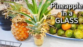 How to Grow a Pineapple Plant in a Glass of water