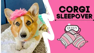 Talking Corgi FIGHTS with dad before sleepover! #shorts #corgi