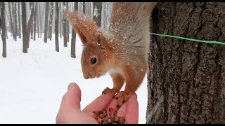 Снова рыжая с хвостом / The redhead with the tail again