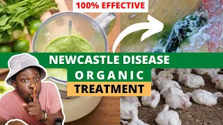 Powerful Herbs I use to Treat Newcastle Disease in Chickens