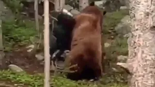 Well that sucks that a bear just stole my camping gear.
